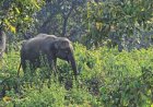 Farmer killed in wild elephant attack in Rangunia